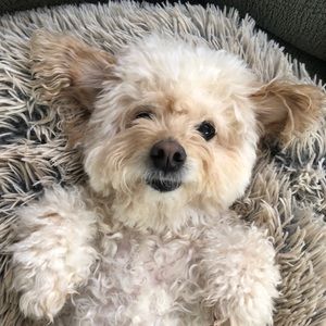 Meet your Posher, Carmen